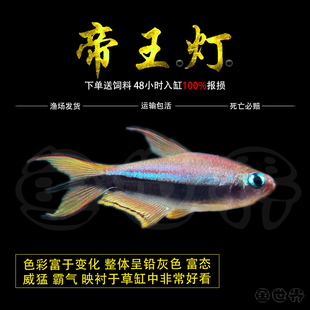 帝王灯鱼热带鱼黄金红尾黑帝王灯草缸淡水蓝国王群游鱼三叉尾小型