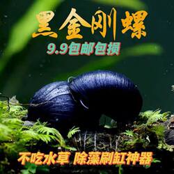 黑金刚螺不吃水草缸清洁淡水除藻工具螺热带观赏活体清洁宠物蜗牛