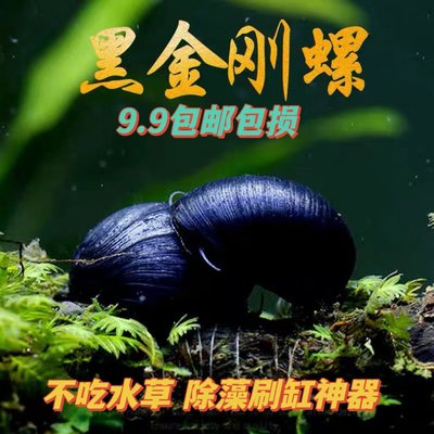 黑金刚螺除藻不吃草好养耐活