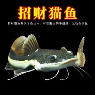 招财猫鱼苗活体狗仔鲸红尾猫底层鲶鱼鸭嘴热带观赏鱼大型龙鱼配鱼