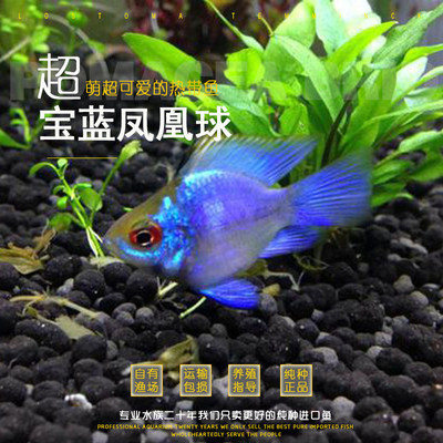宝蓝球阿凡达球鱼淡水