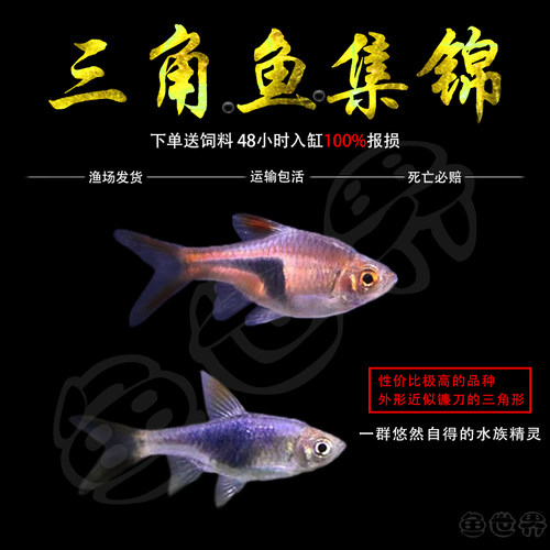 大三角灯鱼群游群游鱼热带淡水鱼