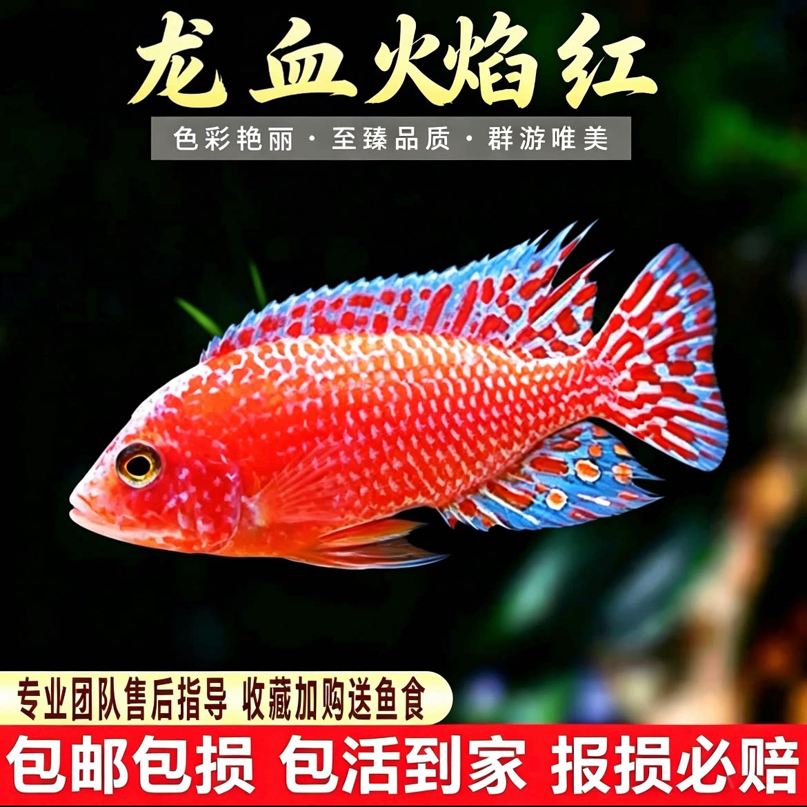 龙血火焰红三湖慈鲷鱼马鲷观赏鱼热带鱼淡水非洲王子慈鲷活体新手