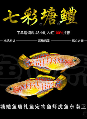 七彩塘鳢鱼唐礼鱼小型热带观赏鱼宠物鱼虾虎鱼东南亚草缸小鱼活体