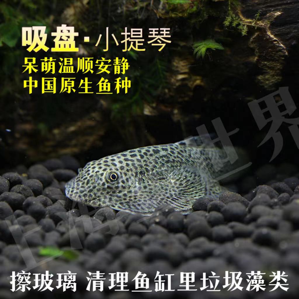 琵琶鼠工具鱼冷水淡水除藻吃垃圾