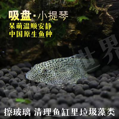 琵琶鼠工具鱼冷水淡水除藻吃垃圾