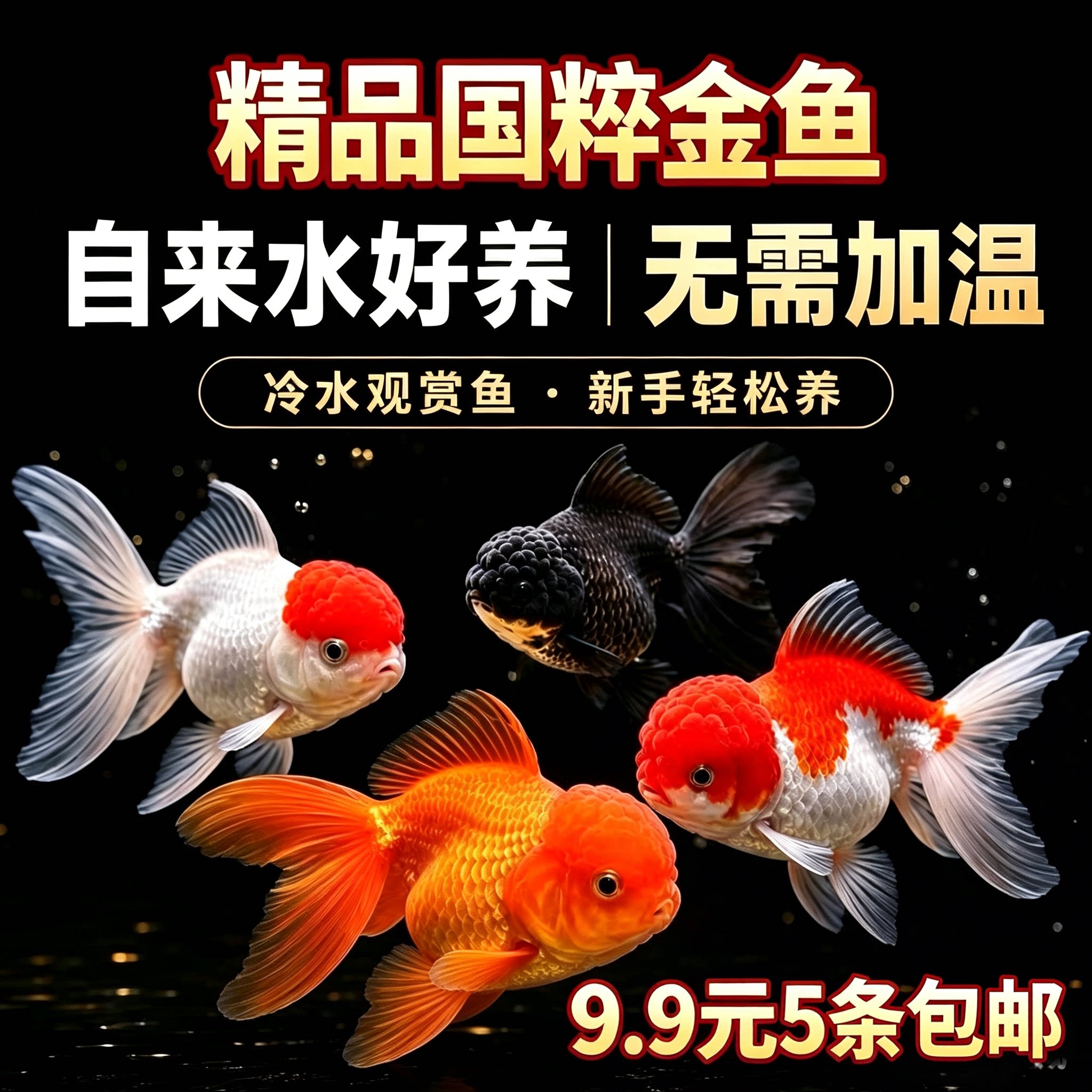 鸿运当头金鱼狮子头活体打氧观赏鱼冷水鱼丹鹤顶红不加温新手好养