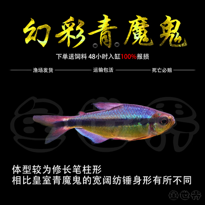 幻彩青魔鬼灯鱼观赏鱼皇室青魔鬼高端草缸小型鱼靛蓝魔鬼灯