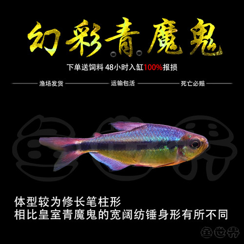幻彩青魔鬼灯鱼观赏鱼皇室青魔鬼高端草缸小型鱼靛蓝魔鬼灯