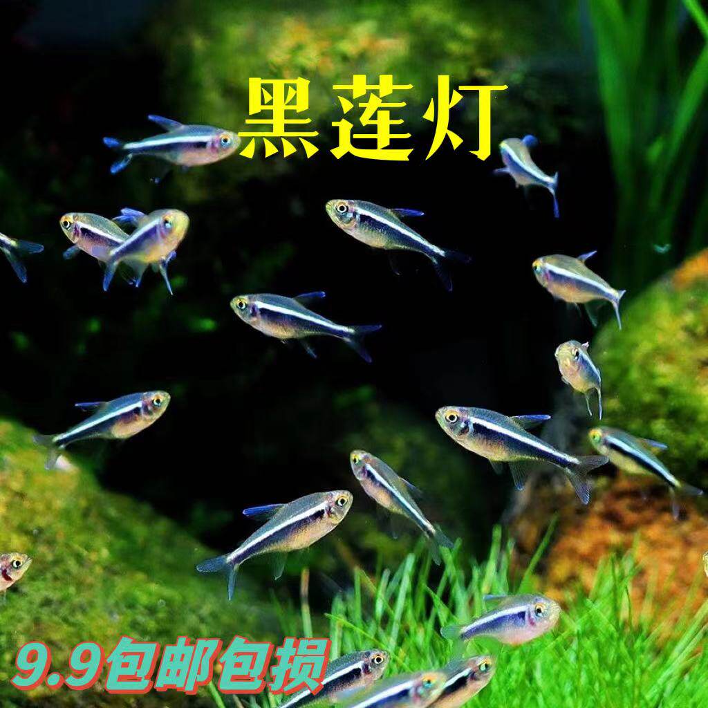 黑莲灯黑灯黑宝莲灯小型热带鱼观赏鱼红绿灯黑管灯鱼草缸群游活体