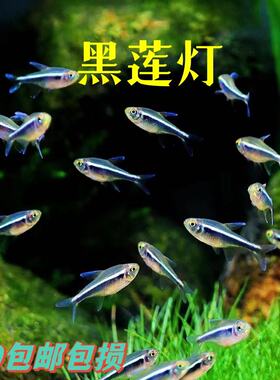 黑莲灯黑灯黑宝莲灯小型热带鱼观赏鱼红绿灯黑管灯鱼草缸群游活体