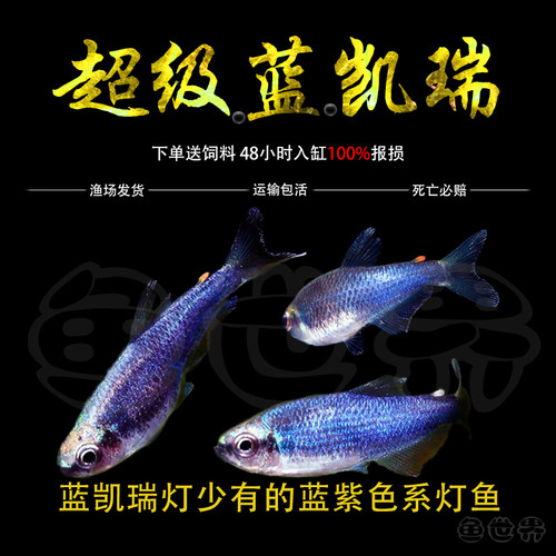 蓝凯瑞灯鱼南美热带鱼蓝国王灯黄化超级蓝国王灯凯莉观赏灯鱼活体