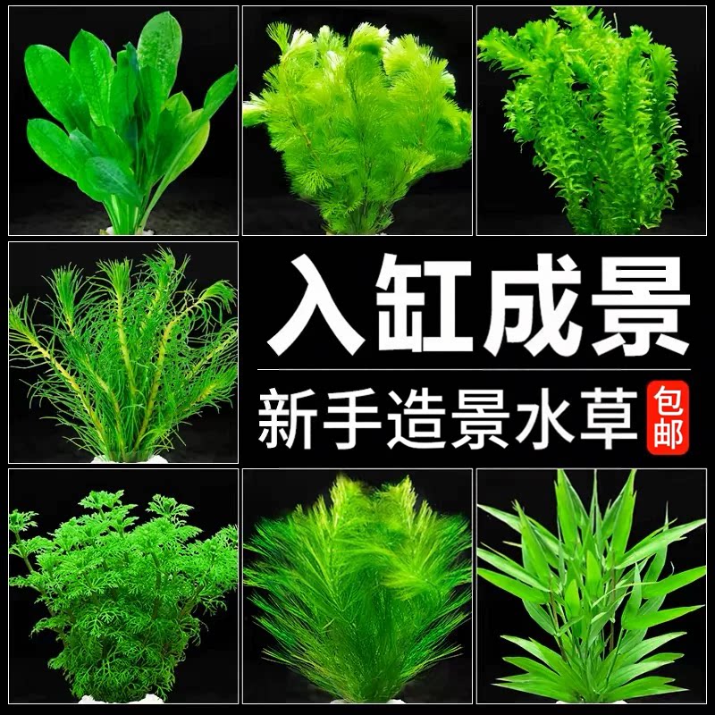 鱼缸水草植物活懒人水榕沉木莫斯真草阴性蜈蚣草增氧草缸造景套餐