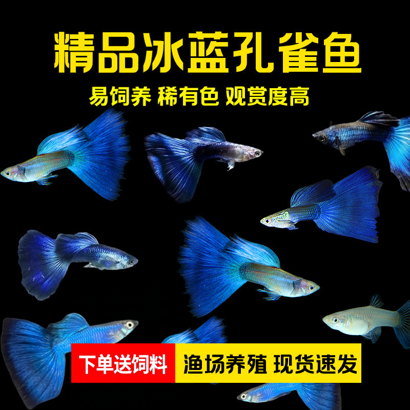 观赏鱼小型热带鱼冰蓝孔雀鱼好养易活观赏价值高鱼尾蓝精品活鱼苗