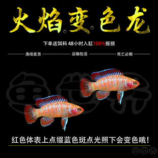 热带鱼火焰变色鱼淡水鱼小型鱼灯科火焰龙鱼好养活体观赏鱼 包邮