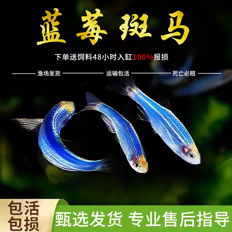 蓝莓斑马热带观赏鱼孔雀鱼灯科红绿灯鱼小型活鱼淡水好养天使群游