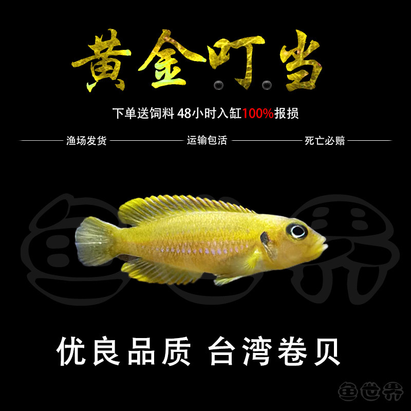 台系进口三湖慈鲷 坦鲷 卷贝 黄金叮当鱼 黄金叮当 超黄 活体