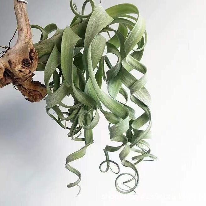 空气铁兰品种花卷无土植