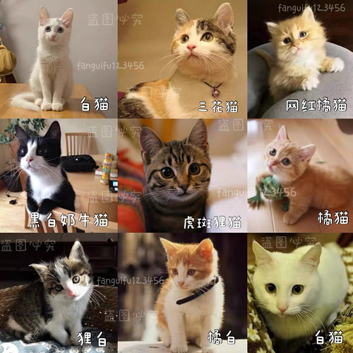 中华田园猫活体狸猫橘猫家养黑猫白猫奶牛猫幼猫三花猫包邮小猫咪