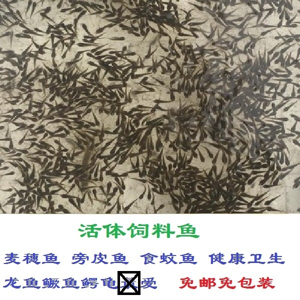 活体饲料鱼鳑鲏鱼麦穗鱼旁皮鱼青鳉鱼虾虎鱼食蚊鱼原生鱼冷水鱼