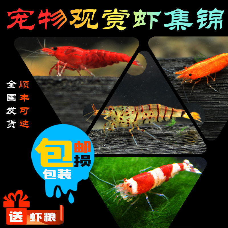 宠物虾观赏虾活体樱花虾黄米虾水晶虾极火虾草缸虾黑壳虾除藻虾