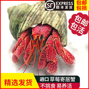 寄居蟹陆生草莓灰白短腕淡水寄居蟹宠物观赏蟹网红小宠活体超大