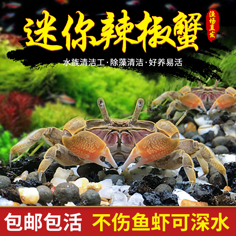 迷你蟹辣椒蟹观赏蟹可与灯科鱼孔雀鱼虾斑马鱼混养吃涡虫除藻活体