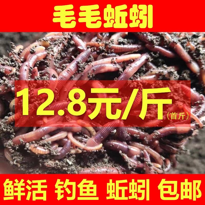 蚯蚓活饵鲜活散装盒装红蚯蚓1斤台钓饵
