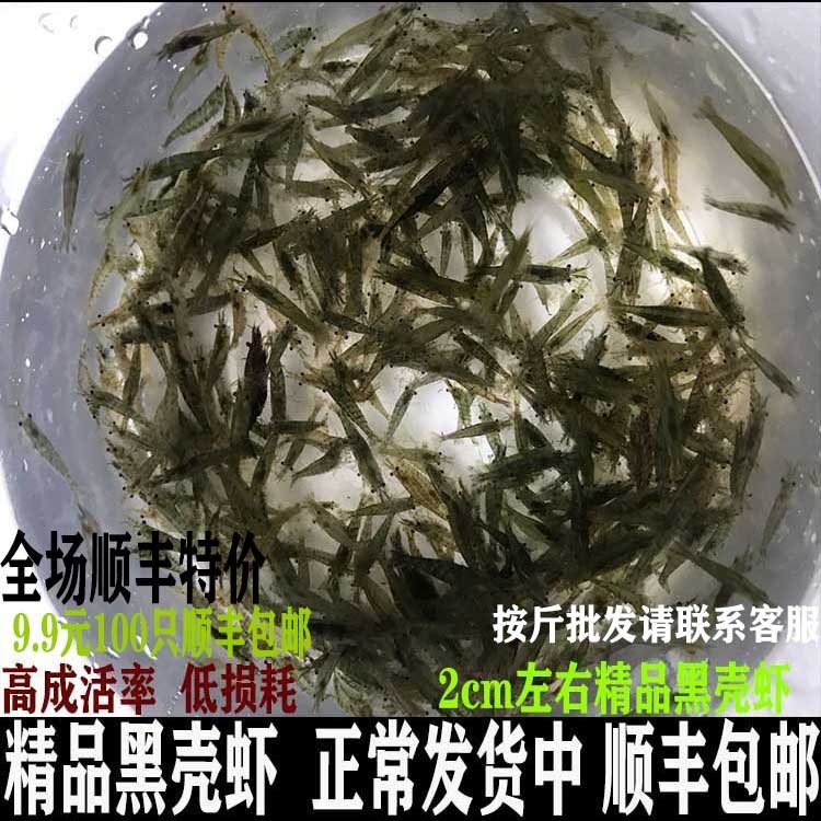黑壳虾小缸清洁虾乌龟龙鱼饲料除藻虾观赏虾工具虾草虾活体工具虾,宠物/宠物食品及用品,虾,淘宝优惠券,粉丝福利购,淘宝优惠卷
