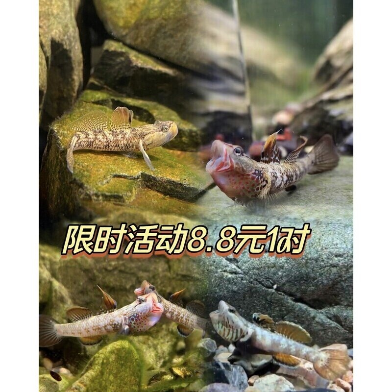 新款原生态子陵纹腮白面虾虎鱼溪流底层小型淡水鱼缸好养观赏鱼