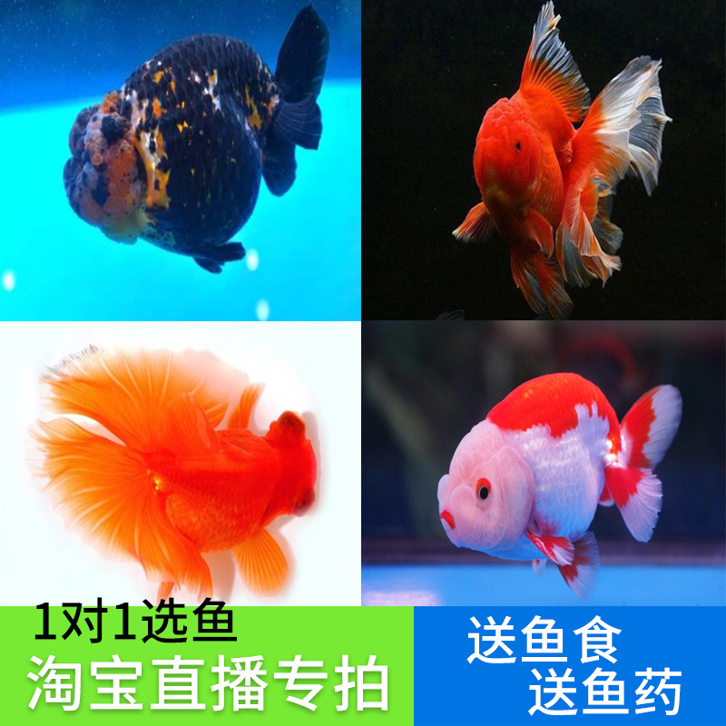 淡水冷水鱼观赏鱼国粹金鱼活体锦鲤鱼苗兰寿猫狮虎头泰狮蝶尾人气