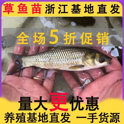 鲫昂刺胖头青鳊大头季花鲢鳙草鱼苗淡水养殖食用鱼苗特大活体包邮