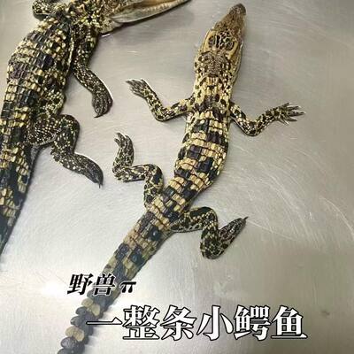 鳄鱼爬行动物鳄鱼标本昆虫标本雨林鳄鱼标本素材尸体非做好的成品