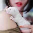 水貂幼崽活体宠物满月发货安格鲁雪貂宠物貂粘人可爱学生幼宠