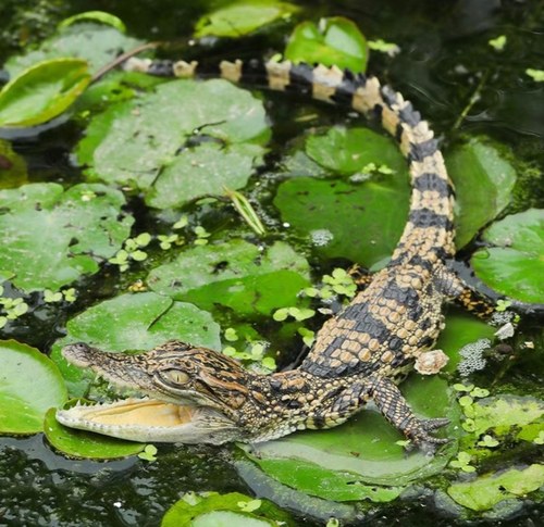 鳄鱼标本直尾巴姿势真鳄鱼皮制作摆件收藏，定做