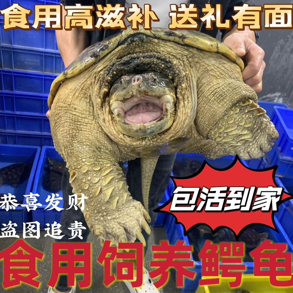 鳄龟食用观赏鳄鱼龟北美大型龟乌龟活物红烧可观赏食用鳄龟可食用图片
