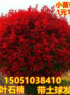 红叶石楠树苗四季庭院绿化黄杨石楠球火焰红小苗红花继木球形盆栽