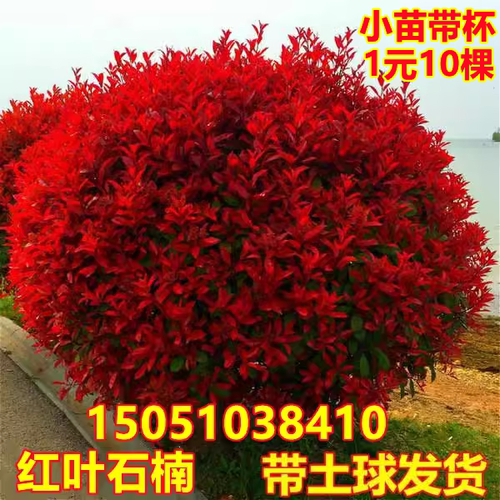 四季庭院绿化苗木盆栽红叶石楠