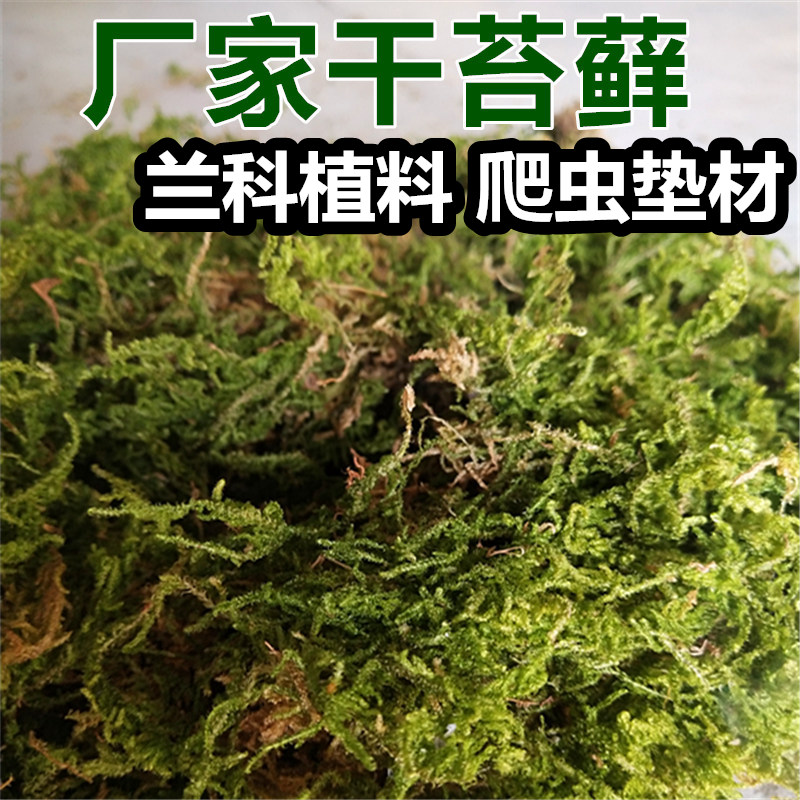 厂家干苔藓干水苔青苔水草爬虫类龟蛇冬眠垫材石斛嫁接兰花土苔藓 鲜花速递/花卉仿真/绿植园艺 介质/营养土 原图主图