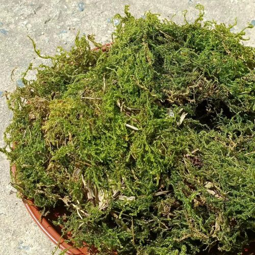 干苔藓水苔蝴蝶兰专用种植营养育苗爬宠乌龟垫材青苔铁皮石斛铺面
