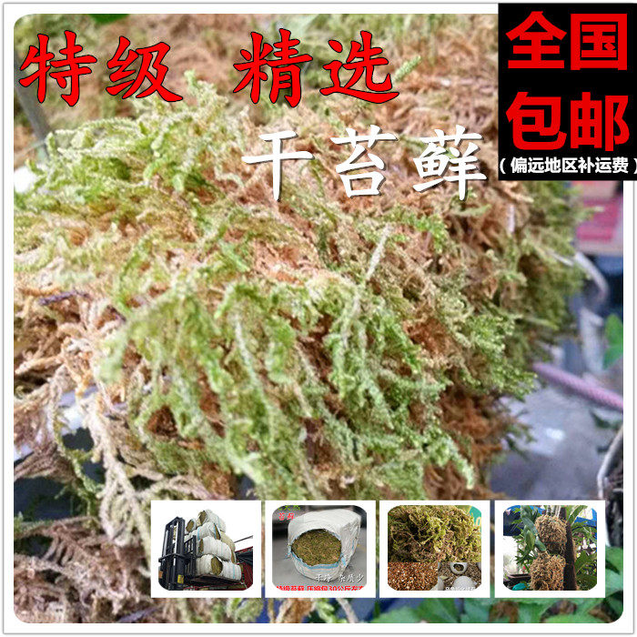 大包干苔藓水苔兰花土青苔水草石斛兰花育苗种植嫁接宠物垫材包邮