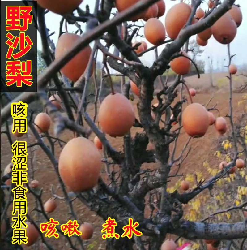 咳嗽煮水沙梨果野生新鲜水果梨子小涩梨金珠果沙梨麻安梨1斤起邮