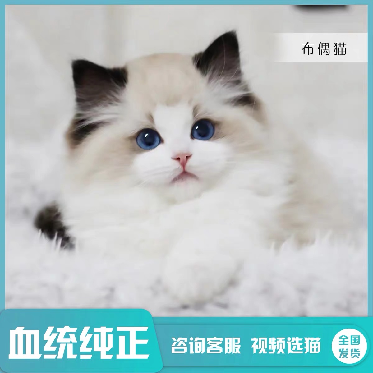 海双蓝双赛级血统布偶猫仙女猫