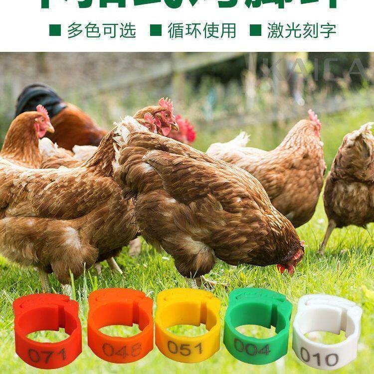 鸡脚脚环记号识别防走失脚卡扣自动扣芦鸡鸭丁鸡鸡用扣环鸭子鸟用
