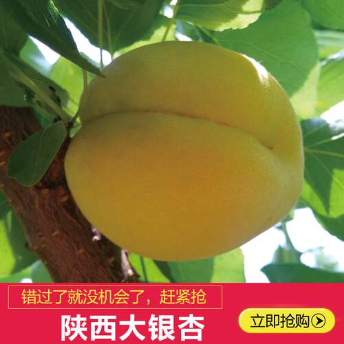 一杏两吃大银杏侠义道纯甜汁有多