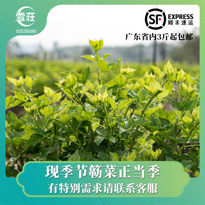 恩平新鲜簕菜脆嫩苦刺心刺五加当季上市15-17公分簕菜奶茶小新