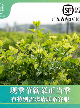 恩平新鲜簕菜脆嫩苦刺心刺五加当季上市15-17公分簕菜奶茶小新