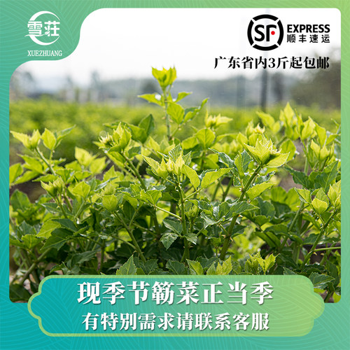 恩平特产新鲜刺心擂茶农场直供