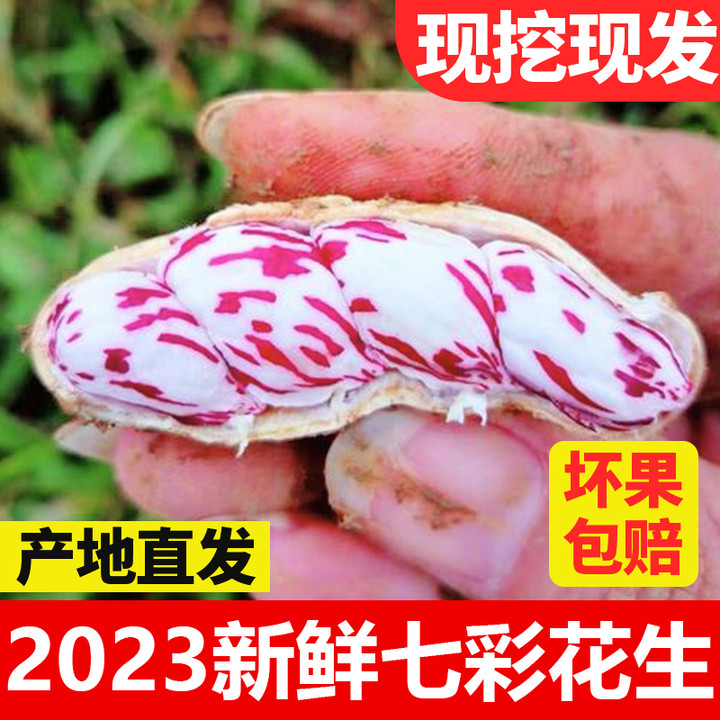 2023现挖新鲜七彩花生湿花生