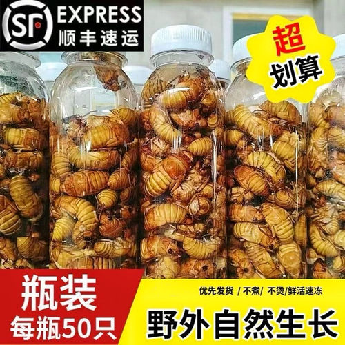 金蝉知了猴2026年新鲜野生现抓速冻非即食结了龟猴知了龟爬叉猴